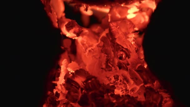 Bonfire at the night in the forest. Close up shot — Stock Video