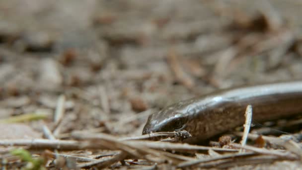 L'Anguis fragilis, ou ver lent, est un lézard sans pattes. Gros plan 