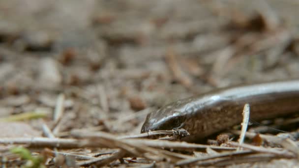 El Anguis fragilis, o gusano lento, es un lagarto sin patas. Primer plano. — Vídeos de Stock