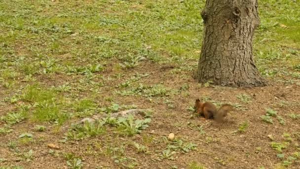 Écureuil trouve la noix dans le parc — Video
