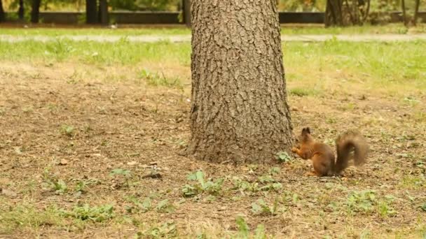 La ardilla encuentra la comida en el parque — Vídeo de stock