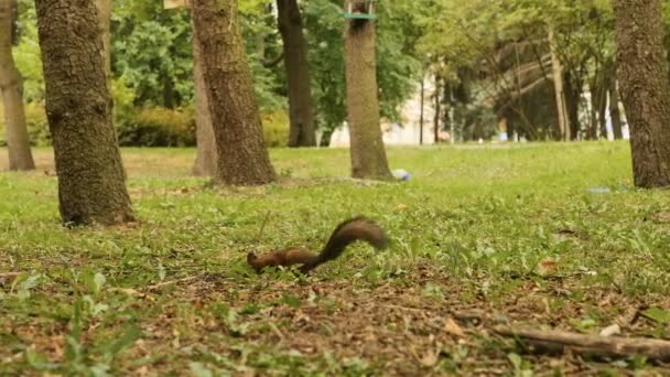 Ardilla en busca de nueces en el parque — Vídeo de stock