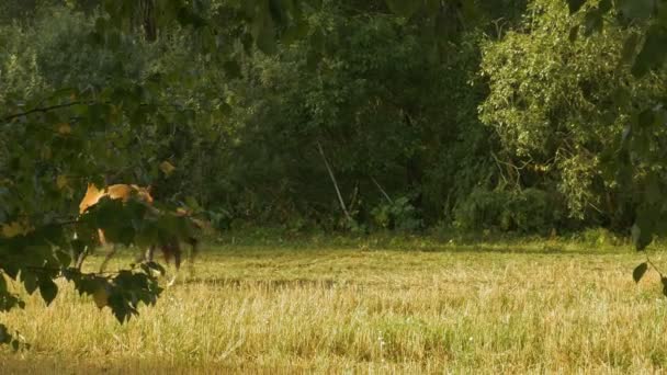 Caballos corren en los círculos — Vídeo de stock