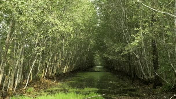 国家级保护区的沼泽河 — 图库视频影像