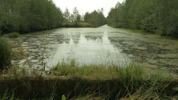 Zwembad in de nationaal park reserve moeras. Herfst overdag. Soepele dolly schot — Stockvideo