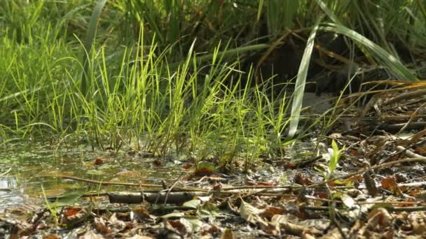 Foglie cadute a terra in un colpo cursore palude — Video Stock