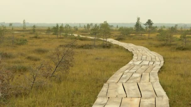 国立野生生物保護区に木製の通路。秋の昼 — ストック動画