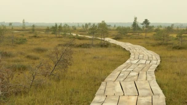 Wooden walkway in the national wildlife reserve. Autumn daytime — Stock Video