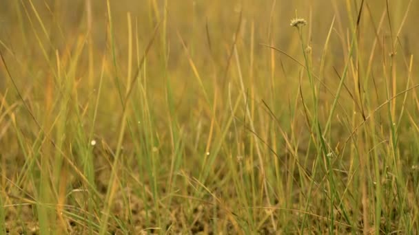 Grass in the national swamp reserve. Autumn daytime. Smooth dolly shot — Stock Video