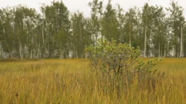 Pequeño pino aislado en la reserva nacional durante el día de otoño. Suave dolly tiro — Vídeos de Stock