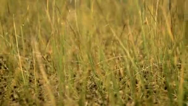 Grass in the national swamp reserve. Autumn daytime. Smooth dolly shot — Stock Video