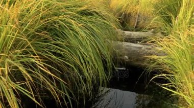 Marsh dere üzerinde köprü. Sonbahar gündüz. Pürüzsüz dolly vurdu