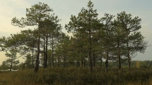 Pines in the forest. Autumn daytime. Smooth dolly shot — Stock Video