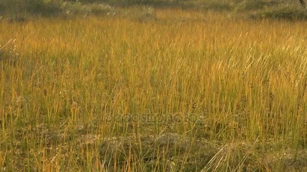 Gold grass on the national swamp reserve. Autumn daytime. Smooth dolly shot — Stock Video