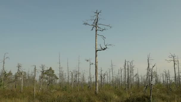 Dry tree in the forest after fire. Autumn daytime. Smooth dolly shot — Stock Video