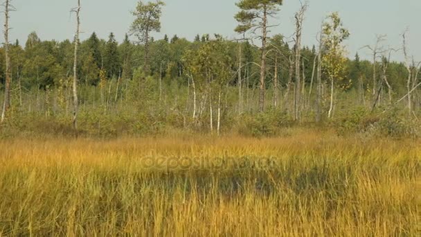 숲에 있는 작은 연못. 가 낮입니다. 촬영 중간 부드러운 돌리 — 비디오