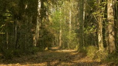 Geçit ormanın içinde. Sonbahar gündüz. Düz geniş dolly vurdu