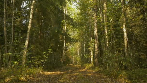 森の中の遊歩道。秋の昼間。滑らかな中間ドリー ショット — ストック動画