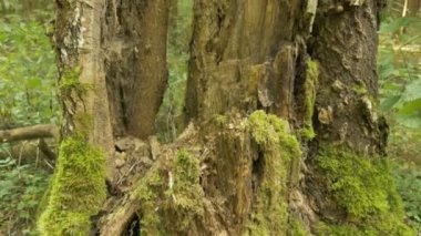 Büyük kırık ağaca moss. Sonbahar gündüz. Düzgün atış