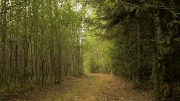 Camino en el bosque. Día de otoño. Suave dolly tiro — Vídeos de Stock