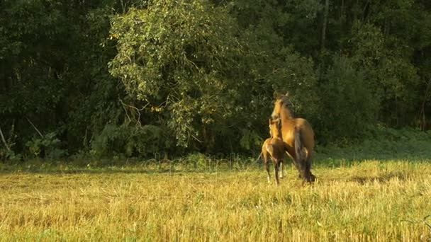 Koně běžet v kruzích - Slowmotion, 96 fps — Stock video