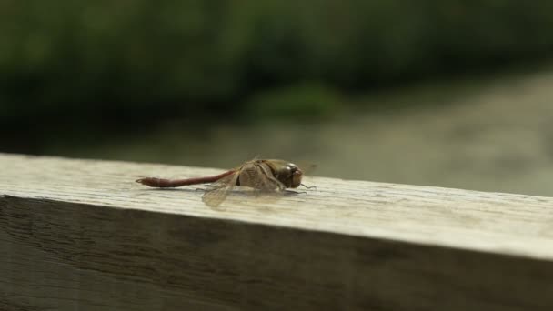Libelle auf der Brücke - Zeitlupe — Stockvideo