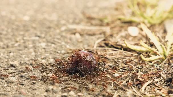 Mieren eten de pruim op de grond — Stockvideo