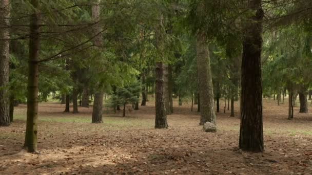 Forêt propre de pins. Le jour d'automne. Poupée lisse tourné 