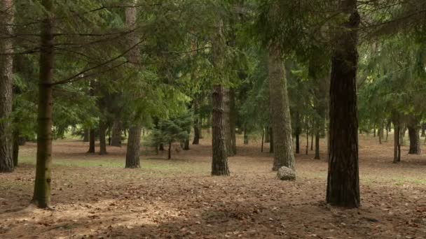 Bosque limpio de pinos. Día de otoño. Suave dolly tiro — Vídeo de stock