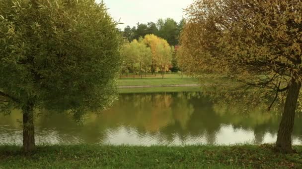 Trees on the beach of the city river. Autumn daytime. Smooth dolly shot — Stock Video