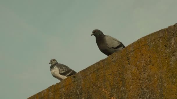 İki güvercin. Sonbahar gündüz — Stok video