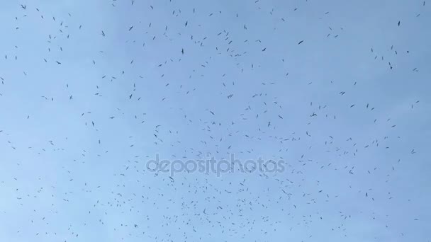 Muitos pássaros no céu azul limpo. Outono durante o dia — Vídeo de Stock