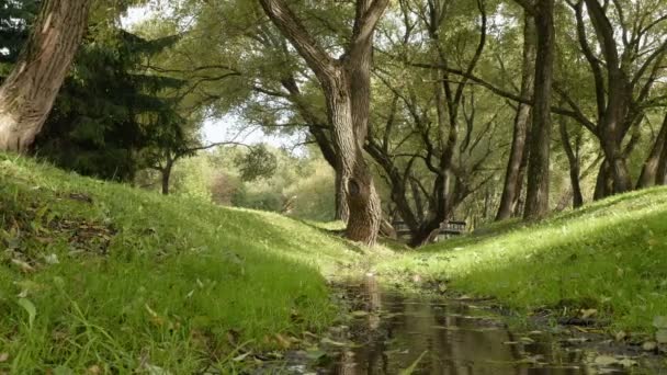 Piccolo ruscello nel parco. Di giorno d'autunno. Ampio angolo basso liscio dolly colpo — Video Stock