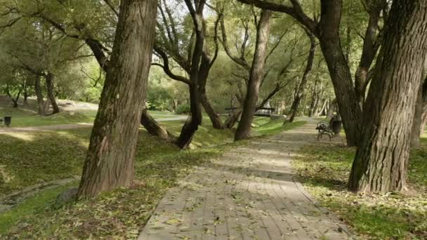 公園の遊歩道を並べて表示します。秋の昼間。滑らかなドーリー ショット — ストック動画