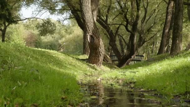 Klein riviertje in het park. Herfst overdag. Brede glad dolly schot — Stockvideo