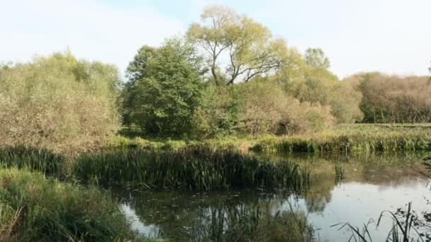 Canes in the river. Autumn daytime. Smooth dolly shot — Stock Video