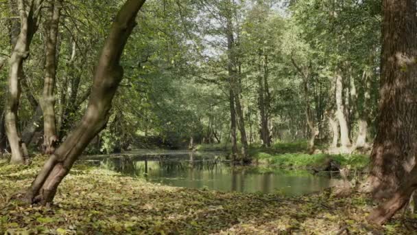 Řeka v lese. Podzimního dne. Hladké dolly zastřelil — Stock video