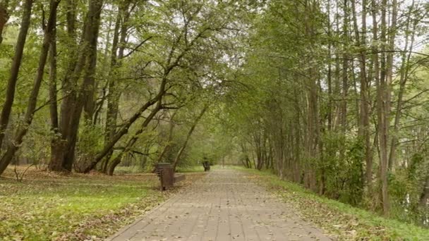 公園の道。秋の昼間。滑らかなドーリー ショット — ストック動画