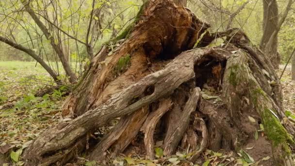 大きな木の根。秋の昼間。滑らかなドーリー ショット — ストック動画