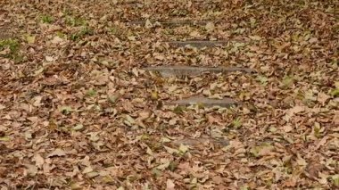 Sonbahar park merdivenlerde. Pürüzsüz dolly vurdu