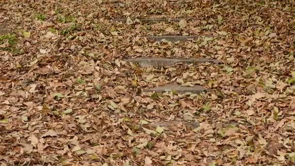 Escaliers dans le parc d'automne. Poupée lisse tourné — Video