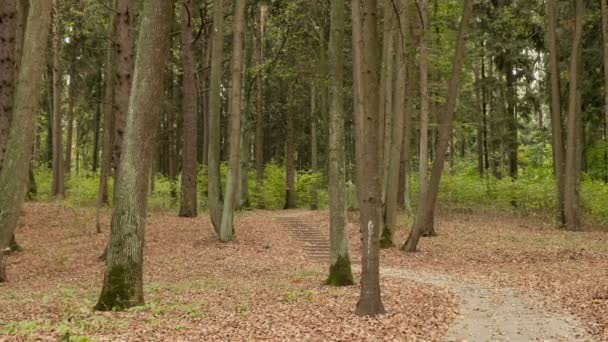 Passerelle carrelée dans le parc d'automne. Poupée lisse tourné — Video