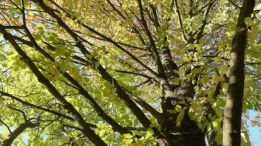 Ağaç taç kadar. Sonbahar gündüz. Pürüzsüz dolly vurdu