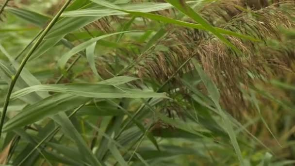 Planta tallos en el viento. Disparo en cámara lenta 96 fps — Vídeo de stock