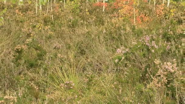 Flores silvestres en la reserva nacional del pantano. Día de otoño. Suave dolly tiro — Vídeos de Stock