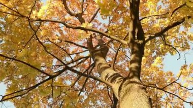 Renkli akçaağaç taç. Sonbahar gündüz. Pürüzsüz dolly vurdu