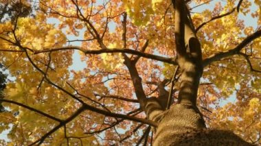 Altın akçaağaç taç. Sonbahar gündüz. Pürüzsüz dolly vurdu