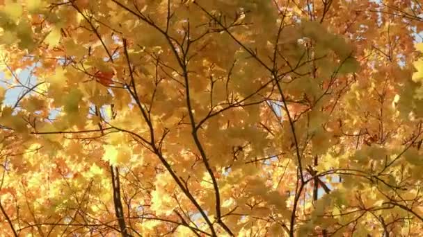 Gouden maple tree in het forest. Herfst overdag. Soepele dolly schot — Stockvideo