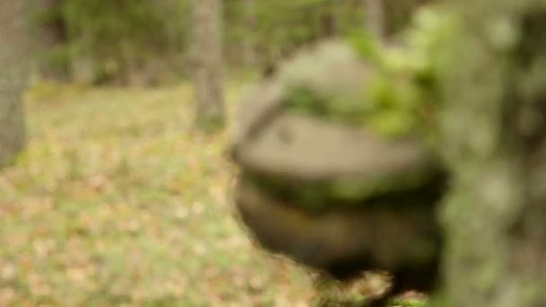 树上的蘑菇 — 图库视频影像