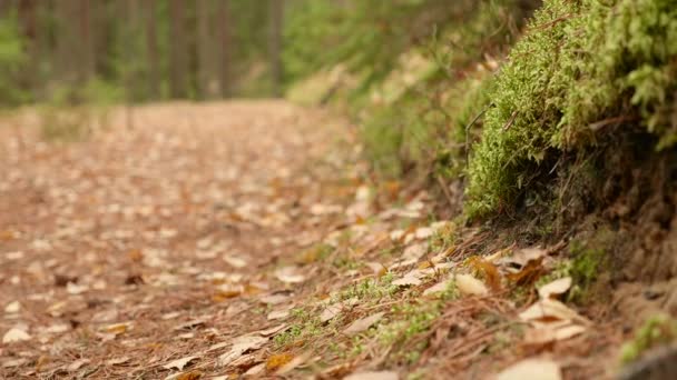 森林歩道の地面。秋の昼間。滑らかなドーリー ショット — ストック動画